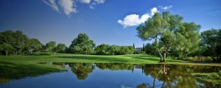 Lakeside view of pristine green meadow surrounded by trees