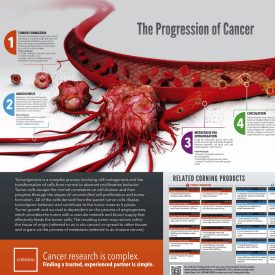 The Progression of Cancer